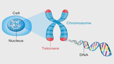 Medicina antienvejecimiento, una disciplina que estudia la relación entre el déficit hormonal y la longevidad de las personas