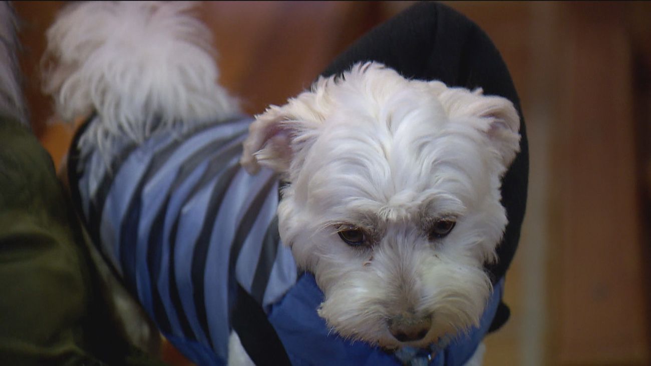 Ley de bienestar animal: Hacer esto tan habitual con tu perro te puede costar hasta 10.000 euros