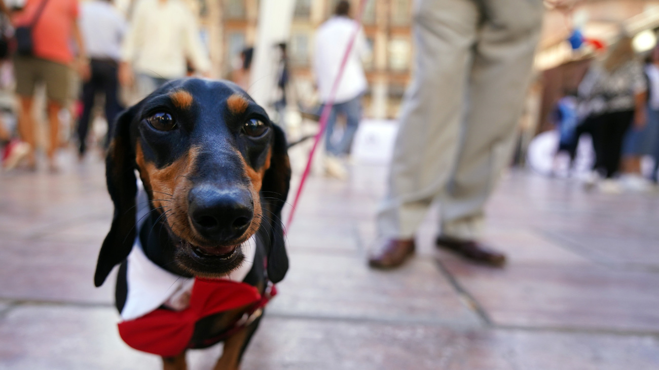 Ya está en vigor la Ley de Bienestar Animal: fin del sacrificio,  límite de mascotas y acceso libre a locales