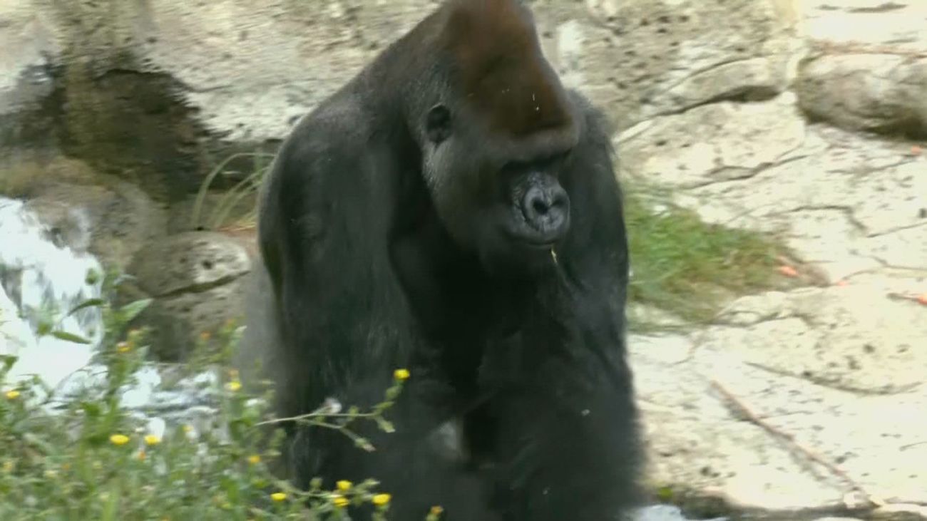 Todo lo que necesitas saber sobre los gorilas