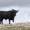 ¿Cuántos tipos de toro bravo hay y cómo diferenciarlos?