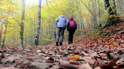 El Enfoque de Ida y Vuelta 39 - Hoja caduca, viajes perennes