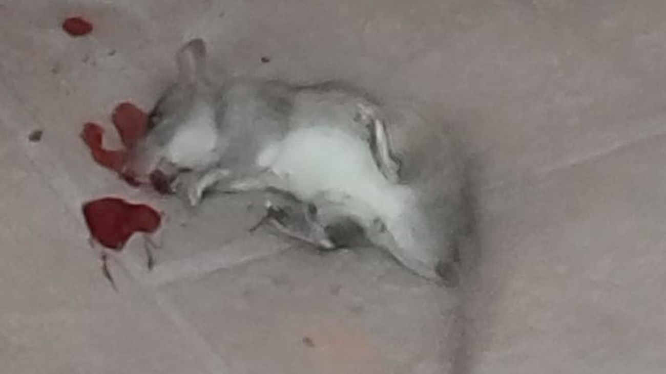 Una rata muerta en el entorno del Barrio de los Puertos, de Arganzuela