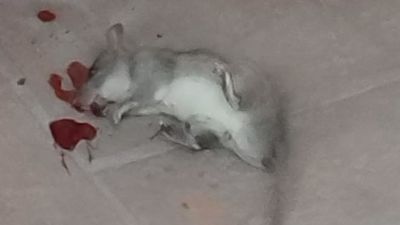 Plaga de ratas en el Barrio de los Puertos, en Arganzuela