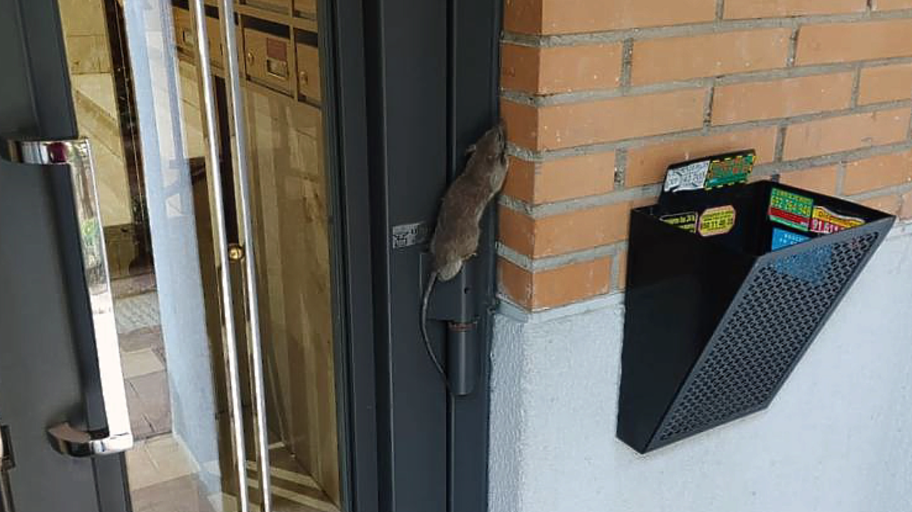 VIDEO | Una plaga de ratas invade el Barrio de los Puertos, en Arganzuela