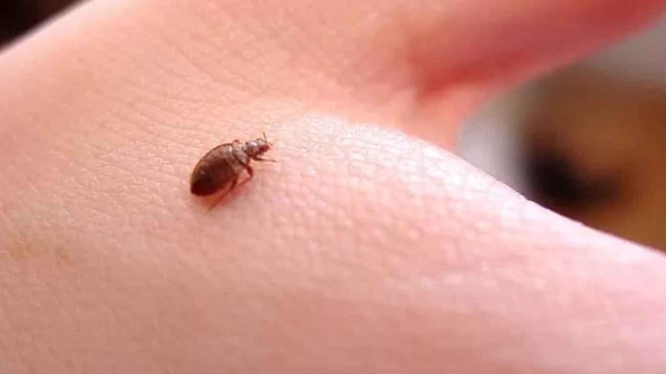 La plaga de chinches llega a España: claves para prevenirlas y detectarlas