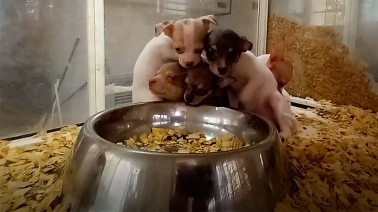 Trece detenidos y 400 mascotas rescatadas en un operativo conjunto contra una red de tráfico animal