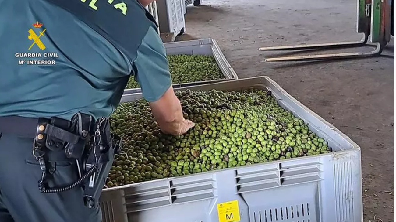 Intervenidas en Sevilla 91 toneladas de aceitunas robadas y 400 litros de aceite con etiquetado falso