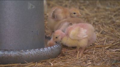 Productores de pollo advierten que el kilo de esta carne podría alcanzar los 20 euros