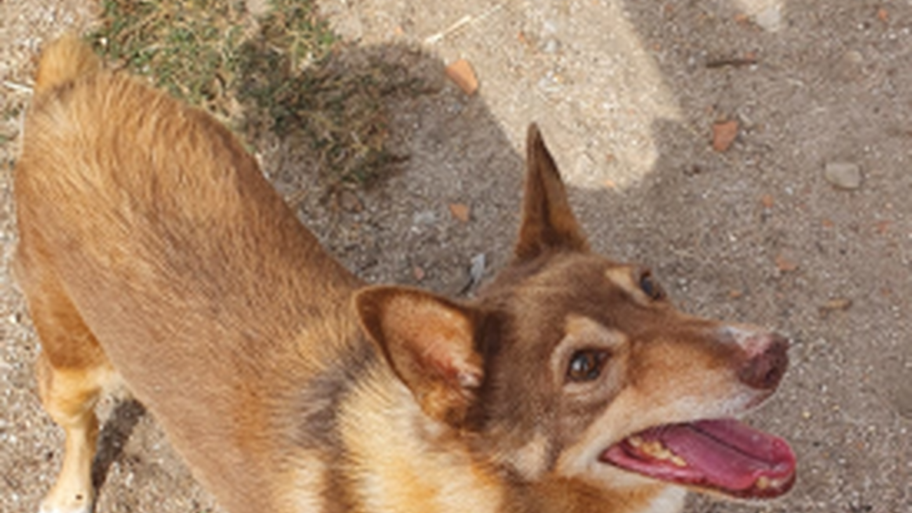 Una de las mascotas recuperadas en el CIMPA de Alcalá y que busca un nuevo dueño
