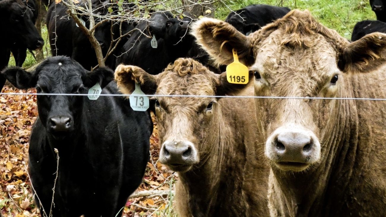 Colmenar Viejo celebra un año más la Subasta Nacional de Ganado Selecto