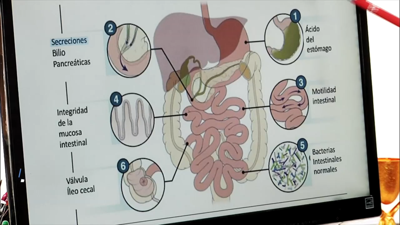 Dolencias digestivas, náuseas o dolor abdominal: síntomas que pueden señalar SIBO
