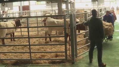 La Despensa de Madrid y la Subasta  Nacional de Ganado Selecto se dan cita en Colmenar Viejo