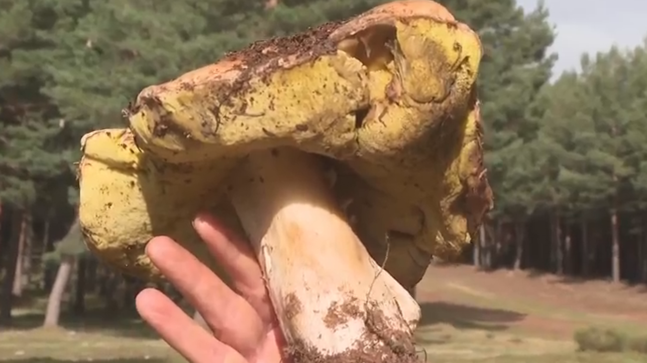 ¿Cómo recoger setas correctamente? Los agentes forestales lo explican en Telemadrid