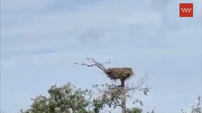 VÍDEO: Bomberos de la Comunidad ayudan a alimentar a unos toros aislados por la lluvia en Ciempozuelos