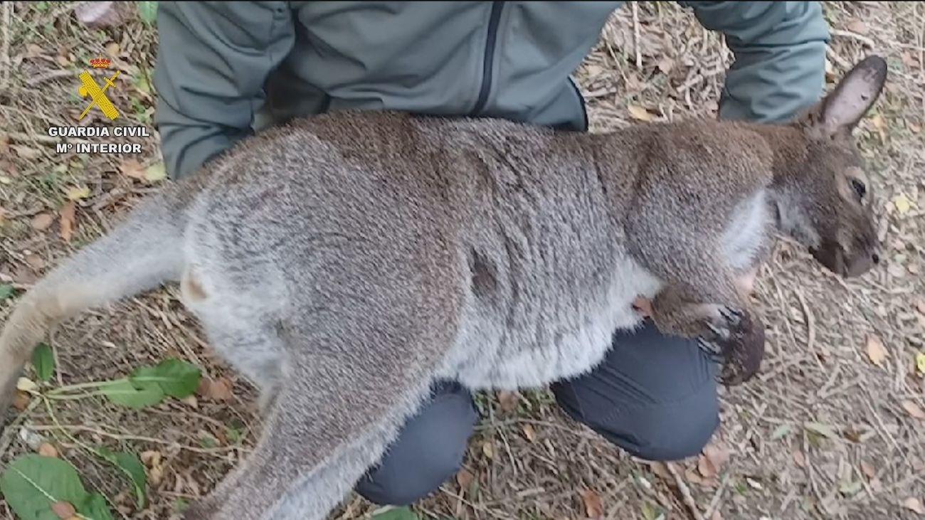 Intervenidos cuatro ejemplares de wallabí en una parcela de Villanueva de la Cañada