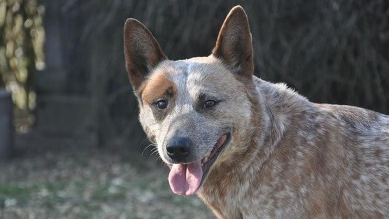Muere una mujer tras ser atacada por una jauría de perros en Zamora