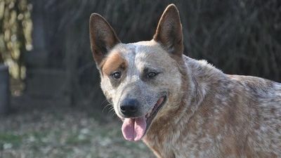 Muere una mujer tras ser atacada por una jauría de perros en Zamora