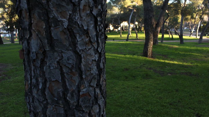 Formada sobre todo por piños piñoneros / CMT