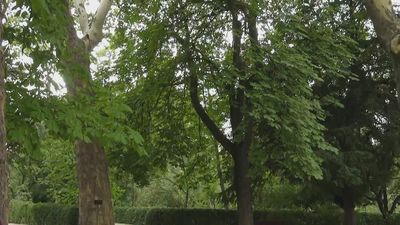 El Retiro y otros ocho parques de Madrid cierran por fuertes rachas de viento