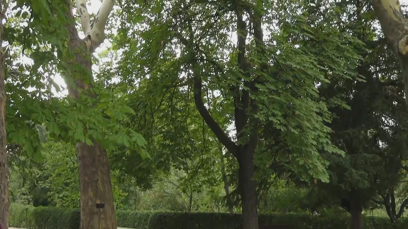 ¿Por qué se caen los árboles en periodos de lluvias intensas?