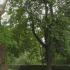 ¿Por qué se caen los árboles en periodos de lluvias intensas?