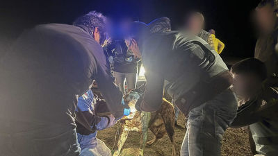 El Seprona busca a uno de los perros que huyó tras el ataque mortal de Zamora