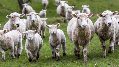 El precio del cordero, por las nubes