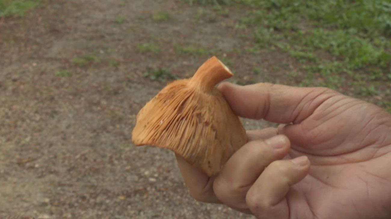 6 consejos para la recogida de setas en Madrid