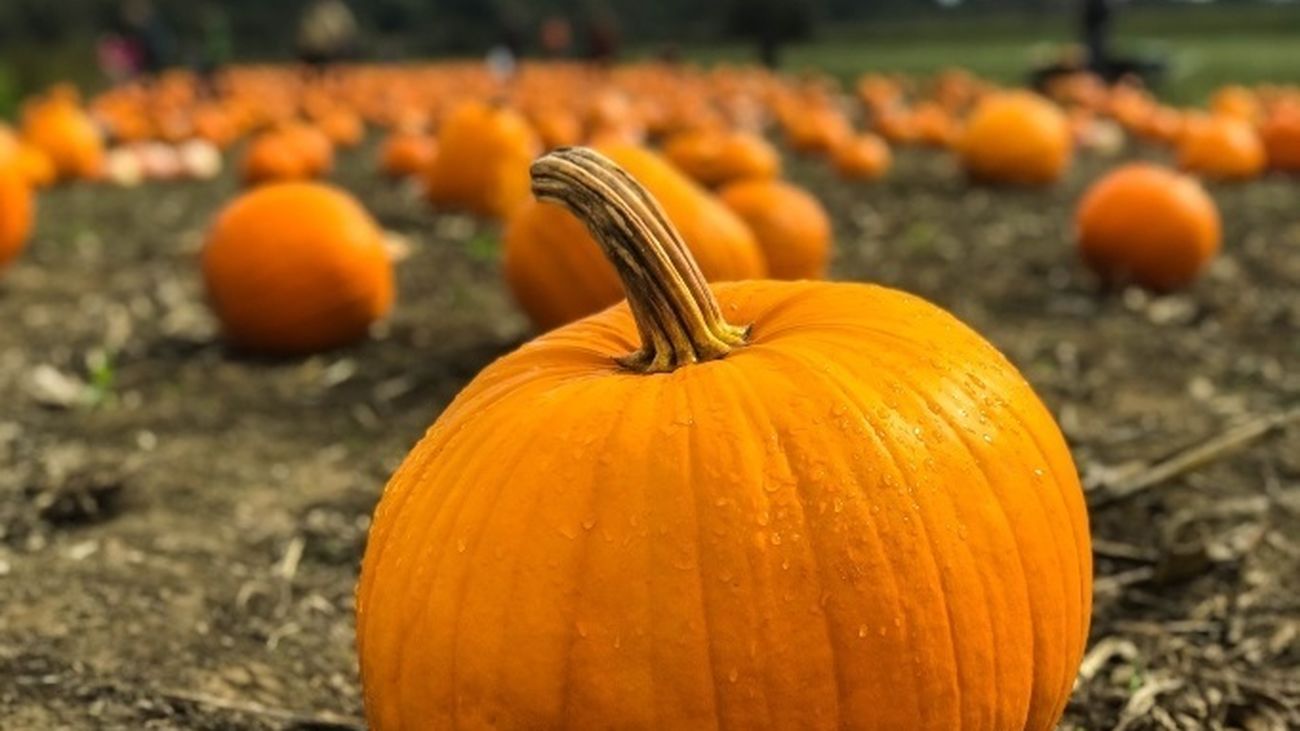 Los orígenes de Halloween, entre la magia y la naturaleza