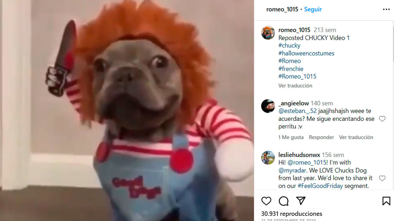 Los disfraces más originales y terroríficos para tu mascota en Halloween