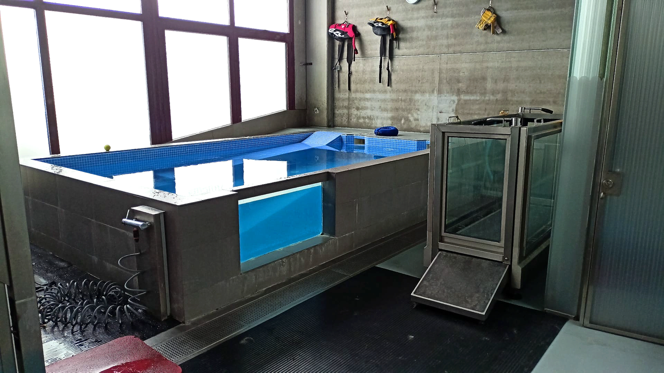 Hidroterapia con piscina o gimnasio para mascotas en Leganés