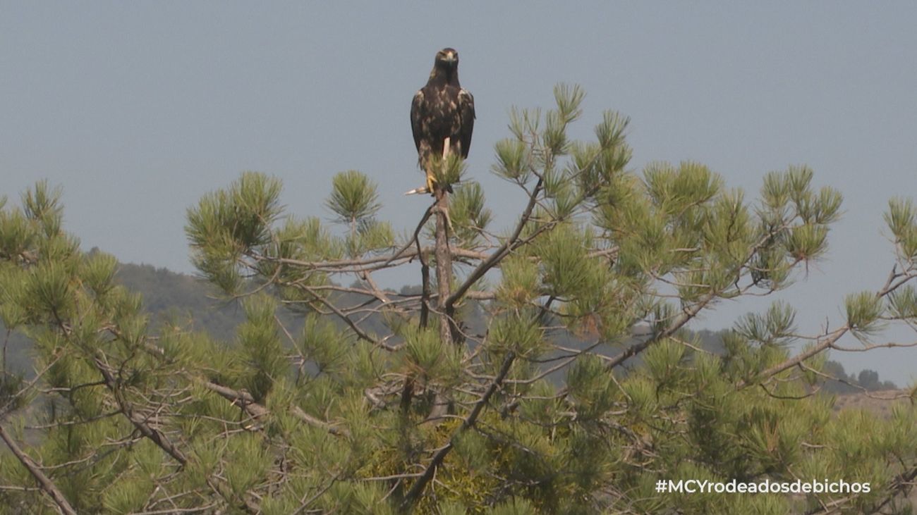 Mi cámara y yo: Rodeados de bichos