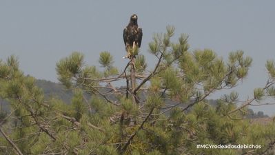 Mi cámara y yo: Rodeados de bichos