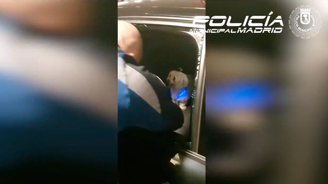 El rescate de la Policía de Madrid de un perrito encerrado en un coche durante horas dentro de un parking público