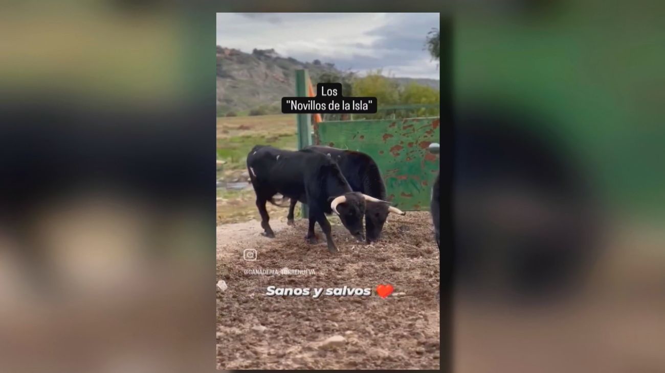 El calvario de los toros aislados en Ciempozuelos ha llegado a su fin