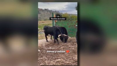 El calvario de los toros aislados en Ciempozuelos ha llegado a su fin