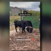 El calvario de los toros aislados en Ciempozuelos ha llegado a su fin