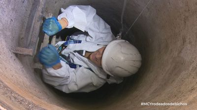 ¿A cuántas ratas tocamos por ciudadano en Madrid?