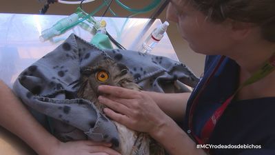 Así actúan ante un atropello de un animal en Grefa