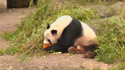 Los animales del Zoo se dan un festín por Halloween