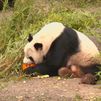 Los animales del Zoo se dan un festín por Halloween