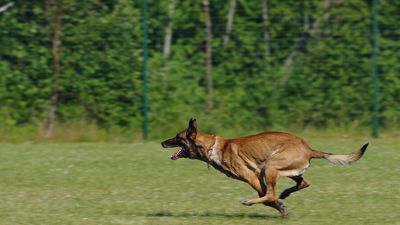 Herida grave una niña de 5 años atacada por un perro en Pontevedra