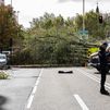 Muere una joven de 23 años tras caerle encima un árbol en Madrid