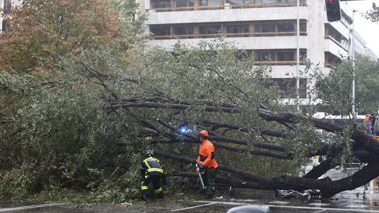 Muere una joven de 23 años tras caerle encima un árbol en Madrid