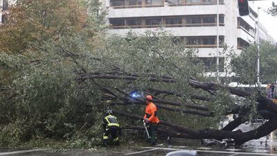 Muere una joven de 23 años tras caerle encima un árbol en Madrid