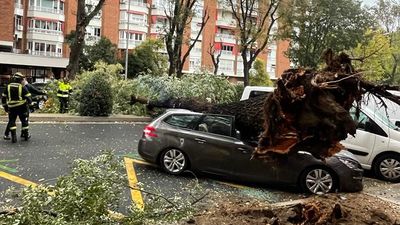 Milagro en Embajadores: un hombre y su hija se libran por poco de la caída de un gran árbol