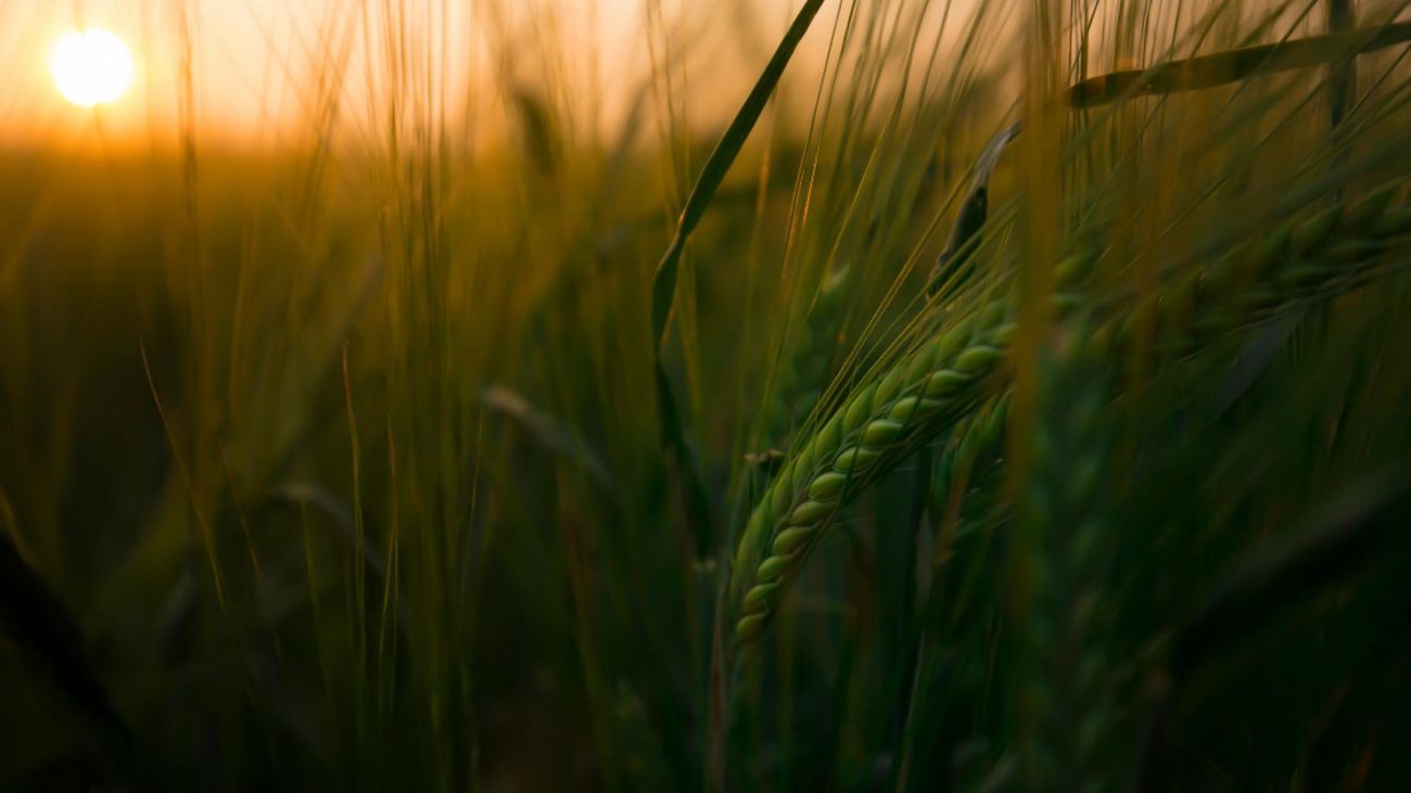 La Comunidad de Madrid convoca nuevas ayudas para la comercialización de alimentos de proximidad