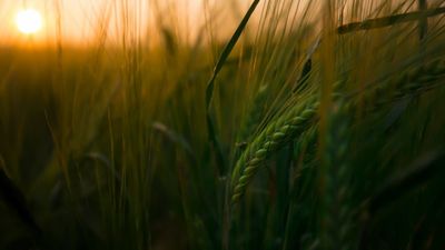 La Comunidad de Madrid convoca nuevas ayudas para la comercialización de alimentos de proximidad