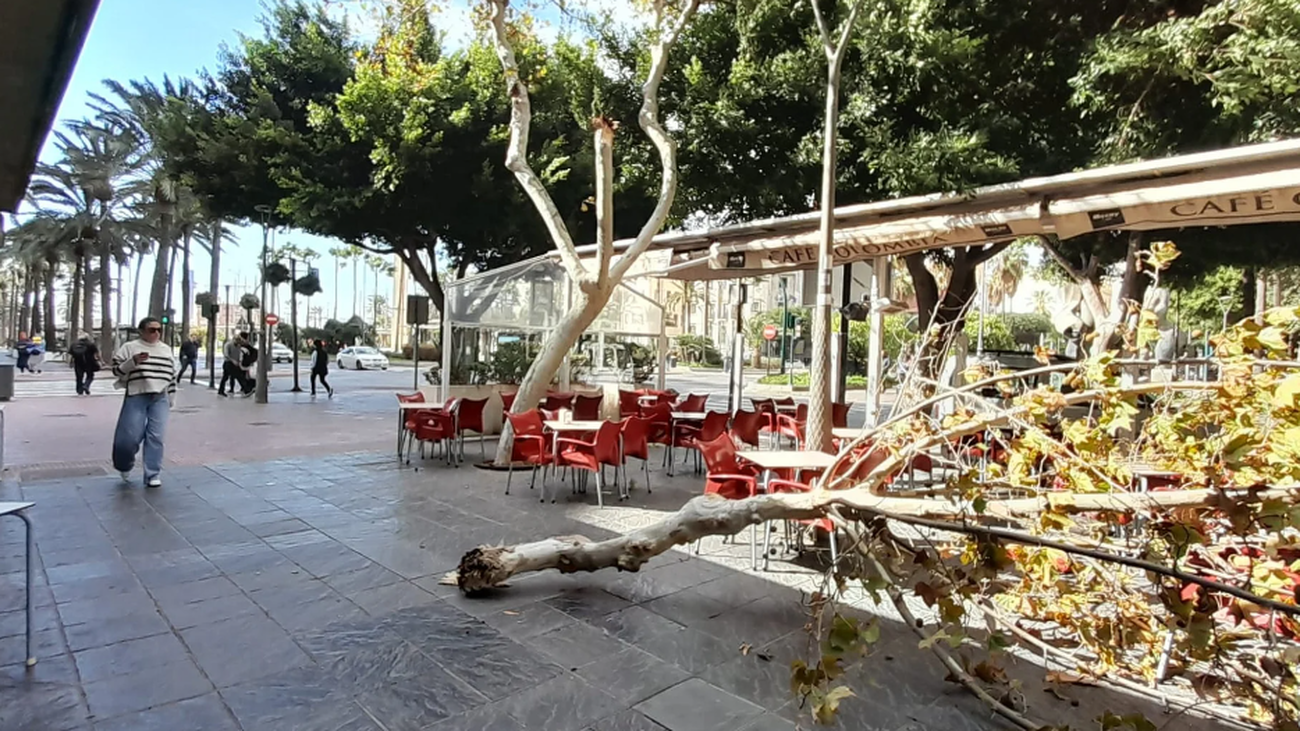 Árbol caído en una cafetería de Almería